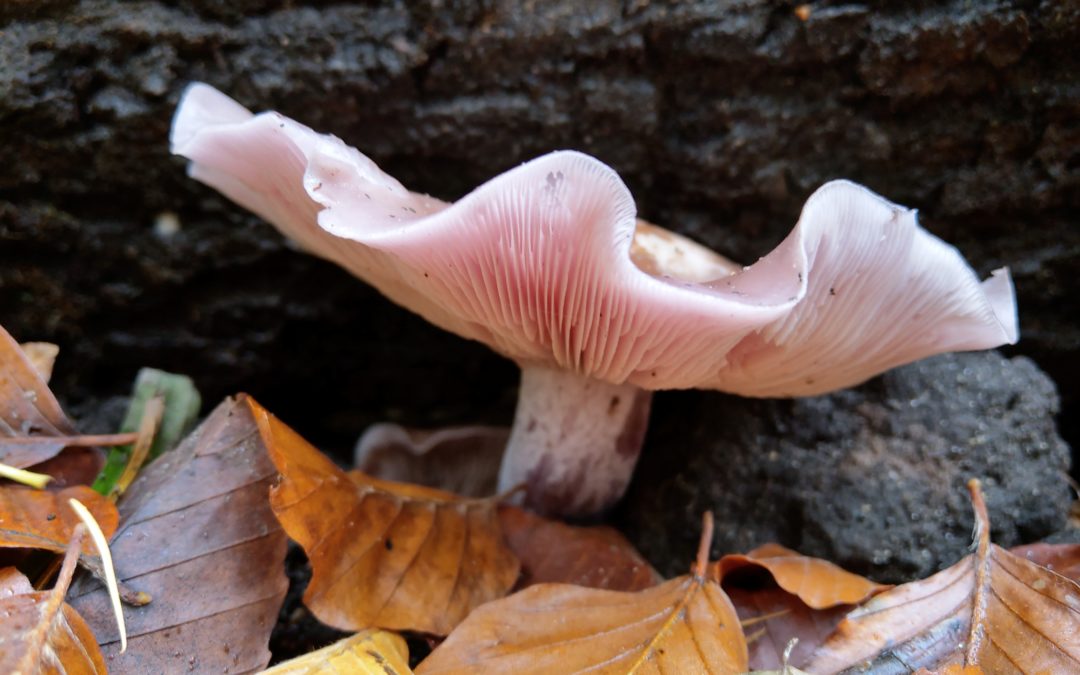 Herbst ist schon was Schönes