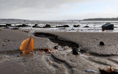 Die Kraft der Natur