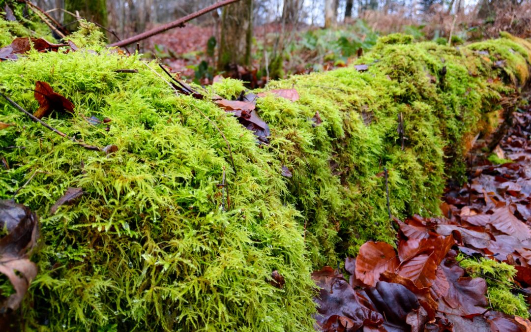 Grün, die Farbe der Hoffnung