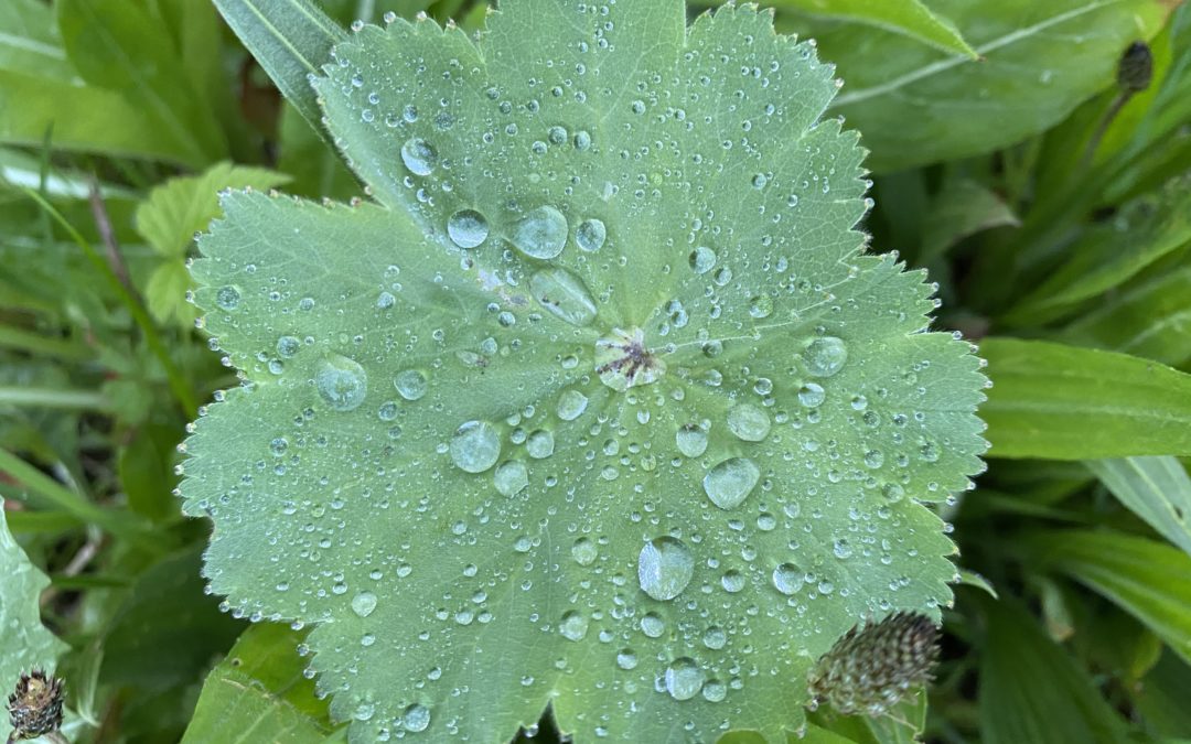 Auf der Suche nach Frühling