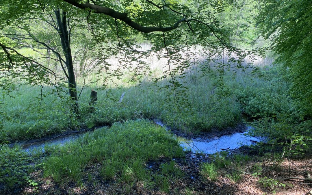 Haddebyer und Selker Noor