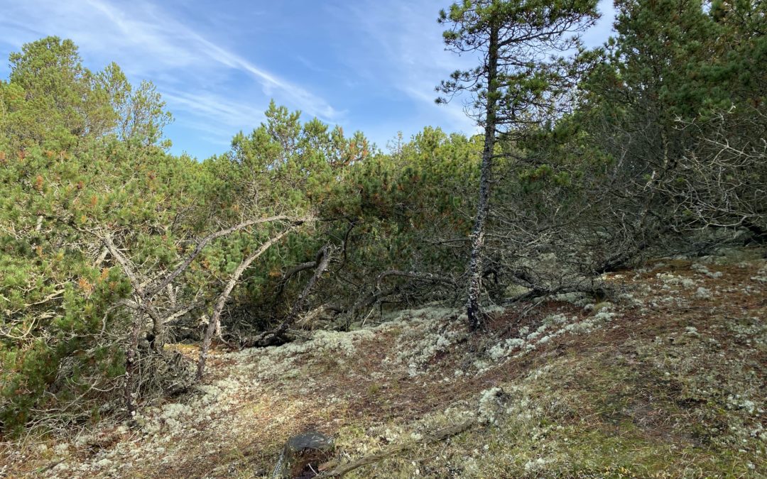 Landschaft in Skagen