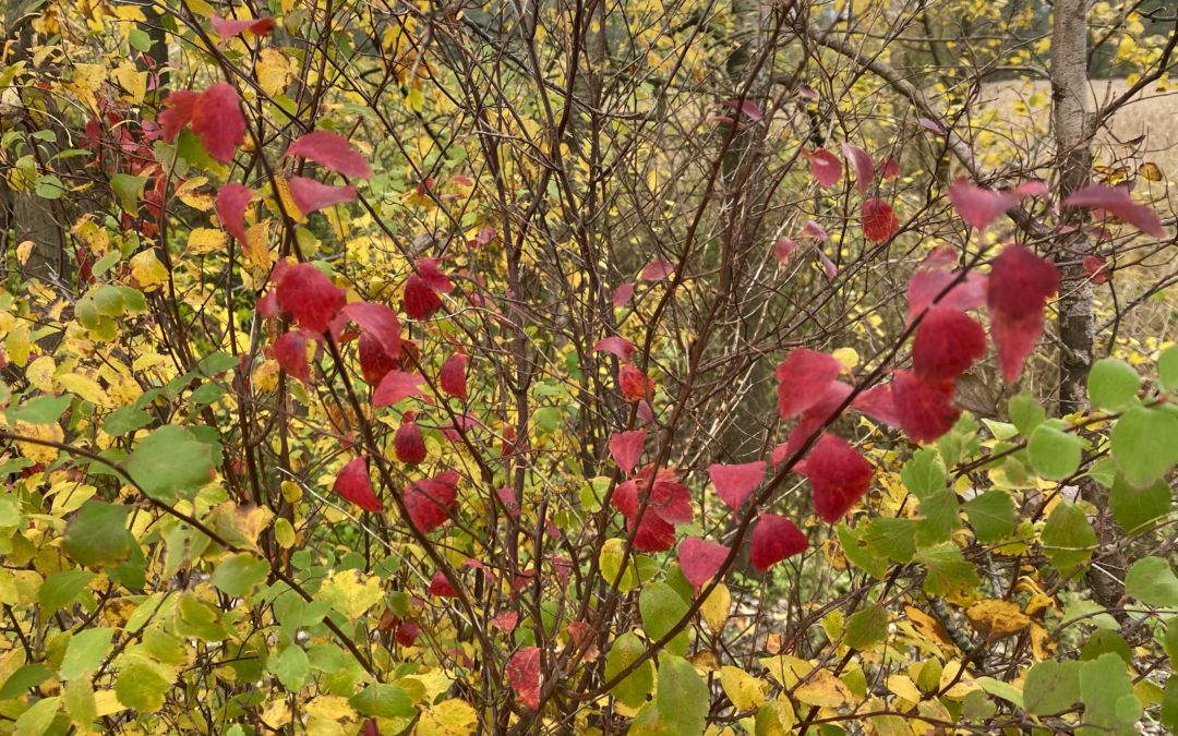 Kollund Skov im Herbst