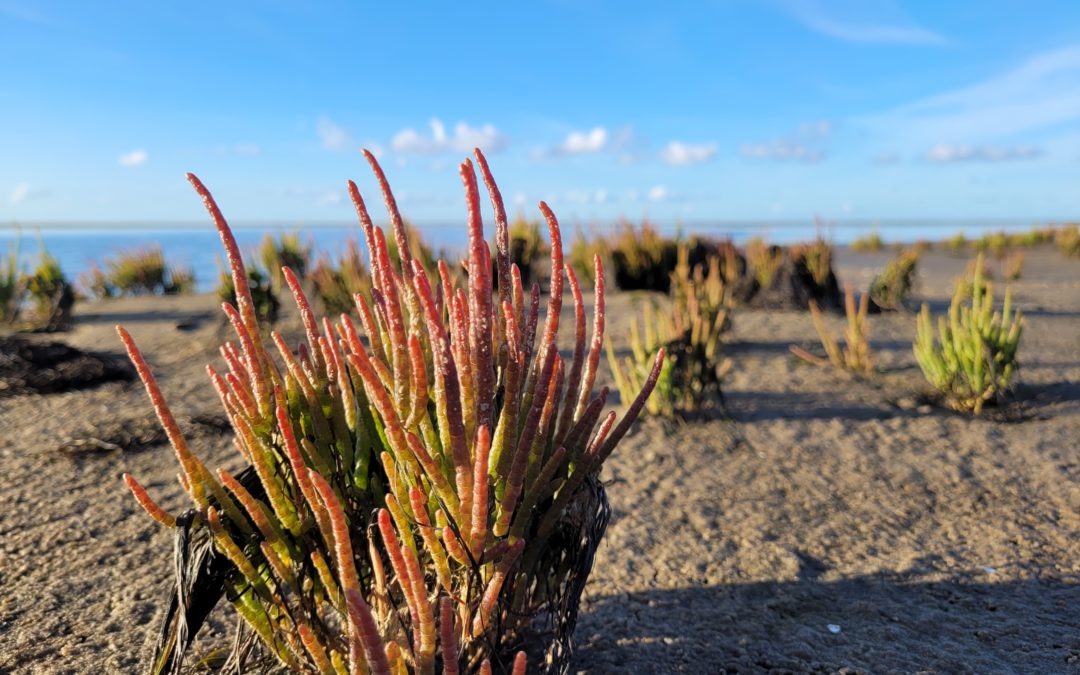 Westerhever bei Ebbe