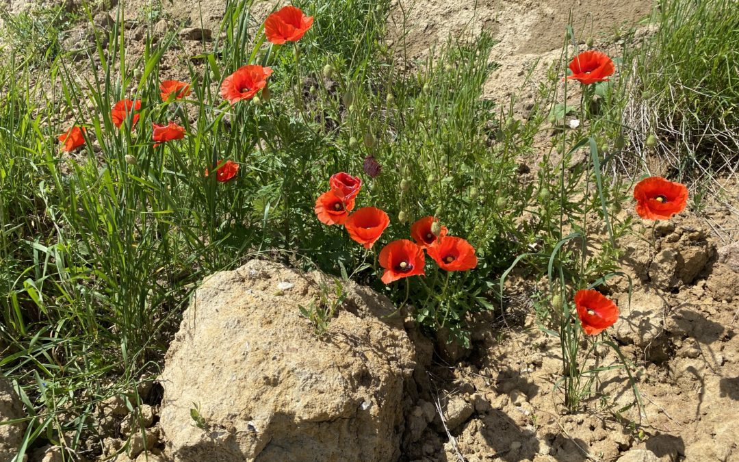 Mohnblüte am Kragesand